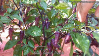 Blue Ghost (Peach) - Pepper Seeds - White Hot Peppers